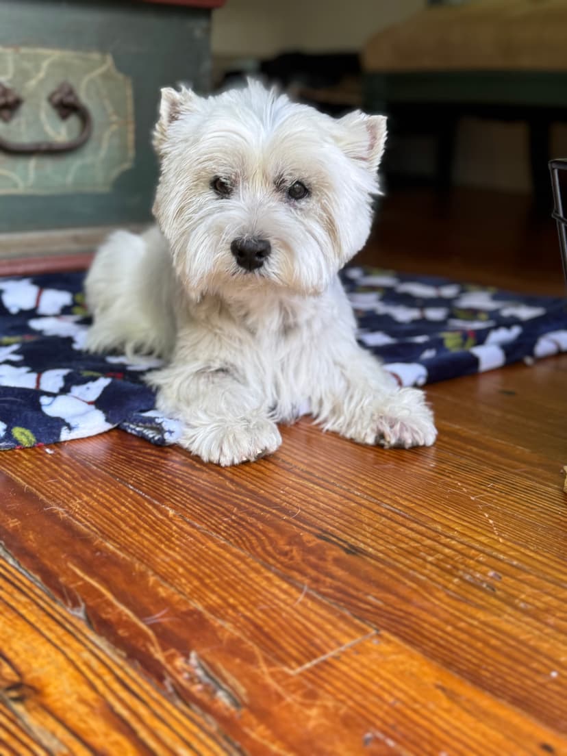 Happy dog at the boarding home