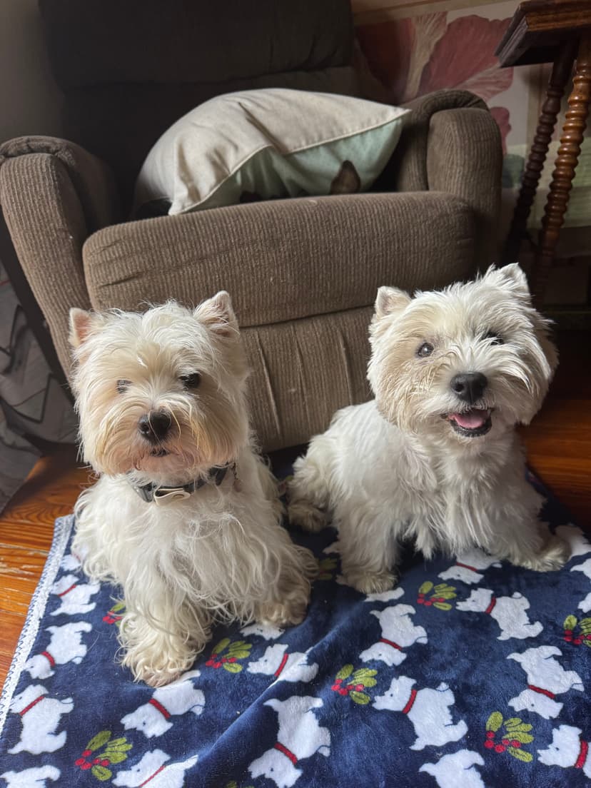 Dog relaxing in the home
